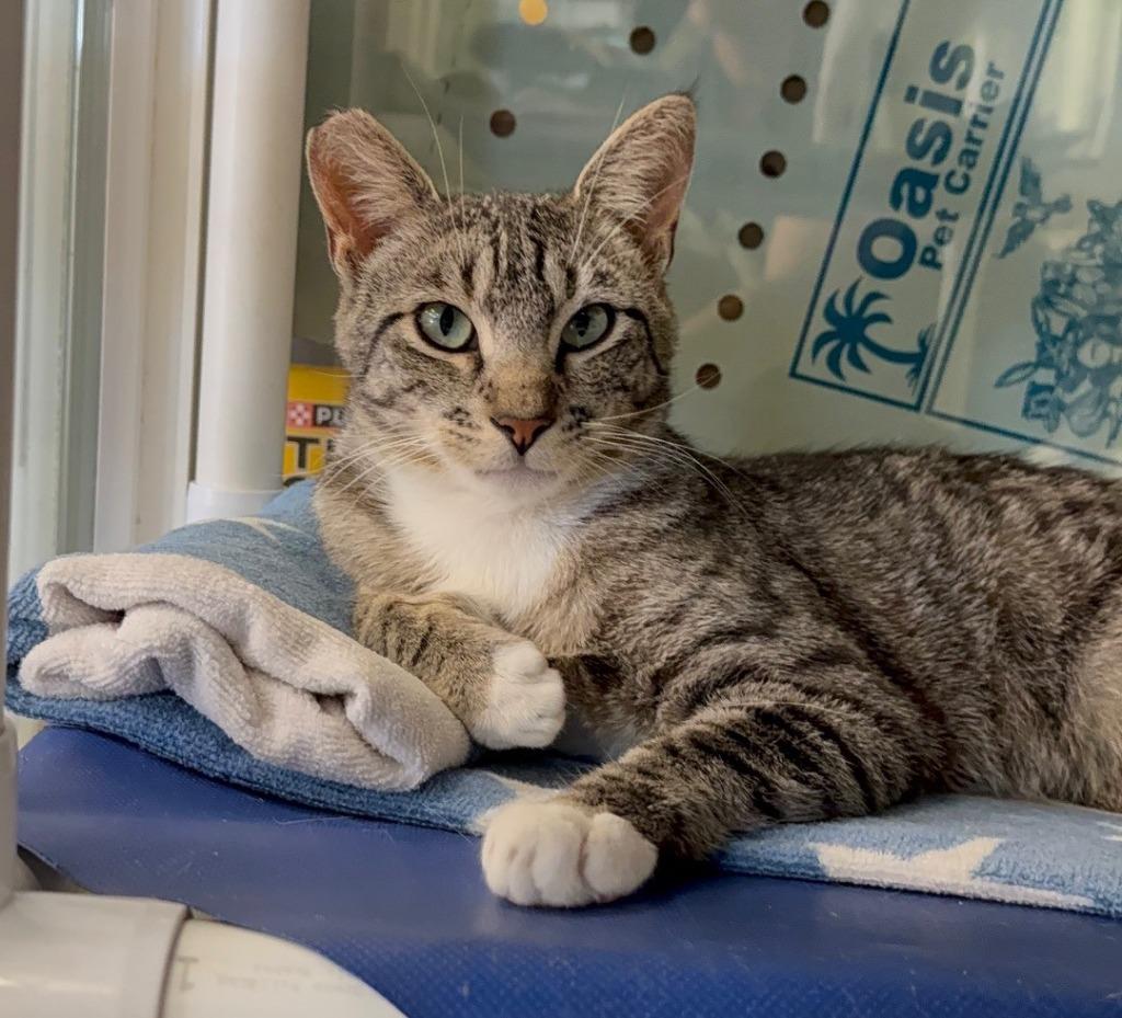 Carlos, Adoptable, Young Male Domestic Short Hair.