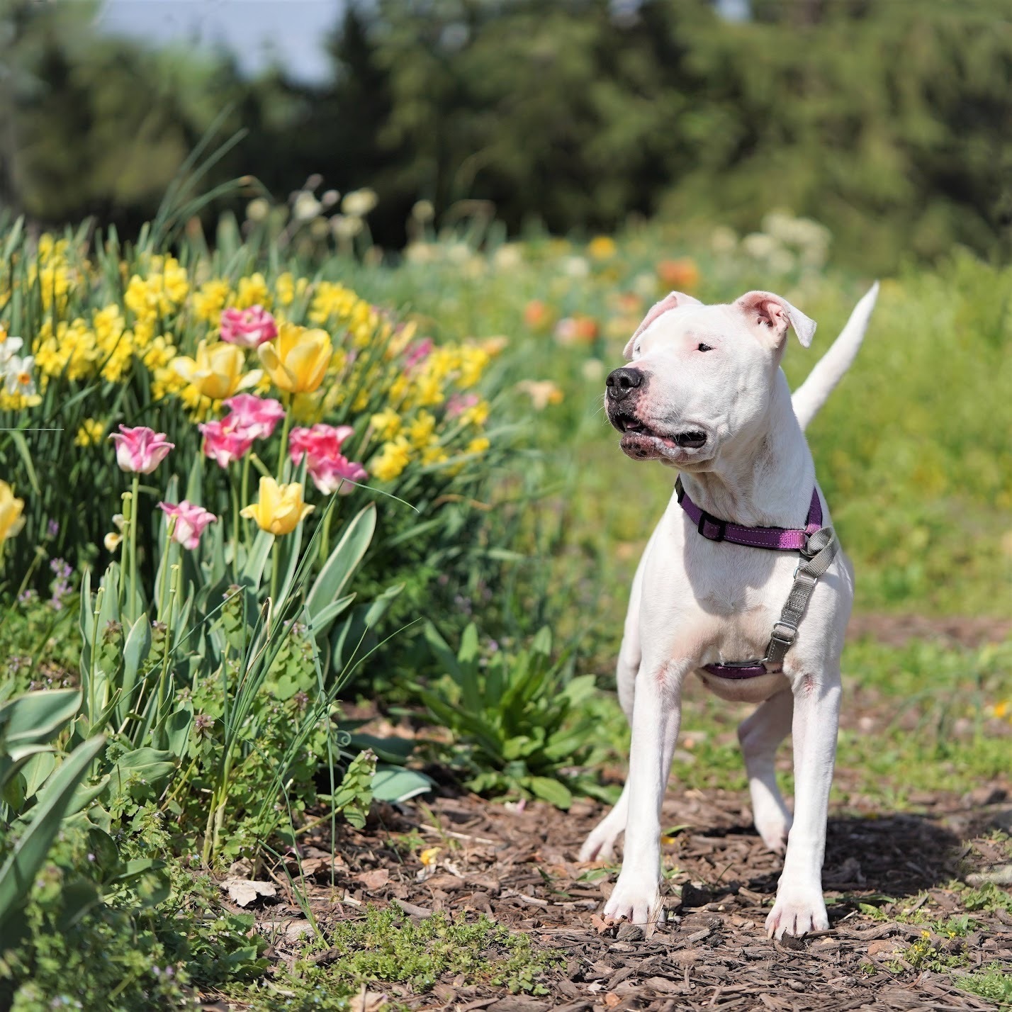 Astra, a Adoptable Boxer image 1/12