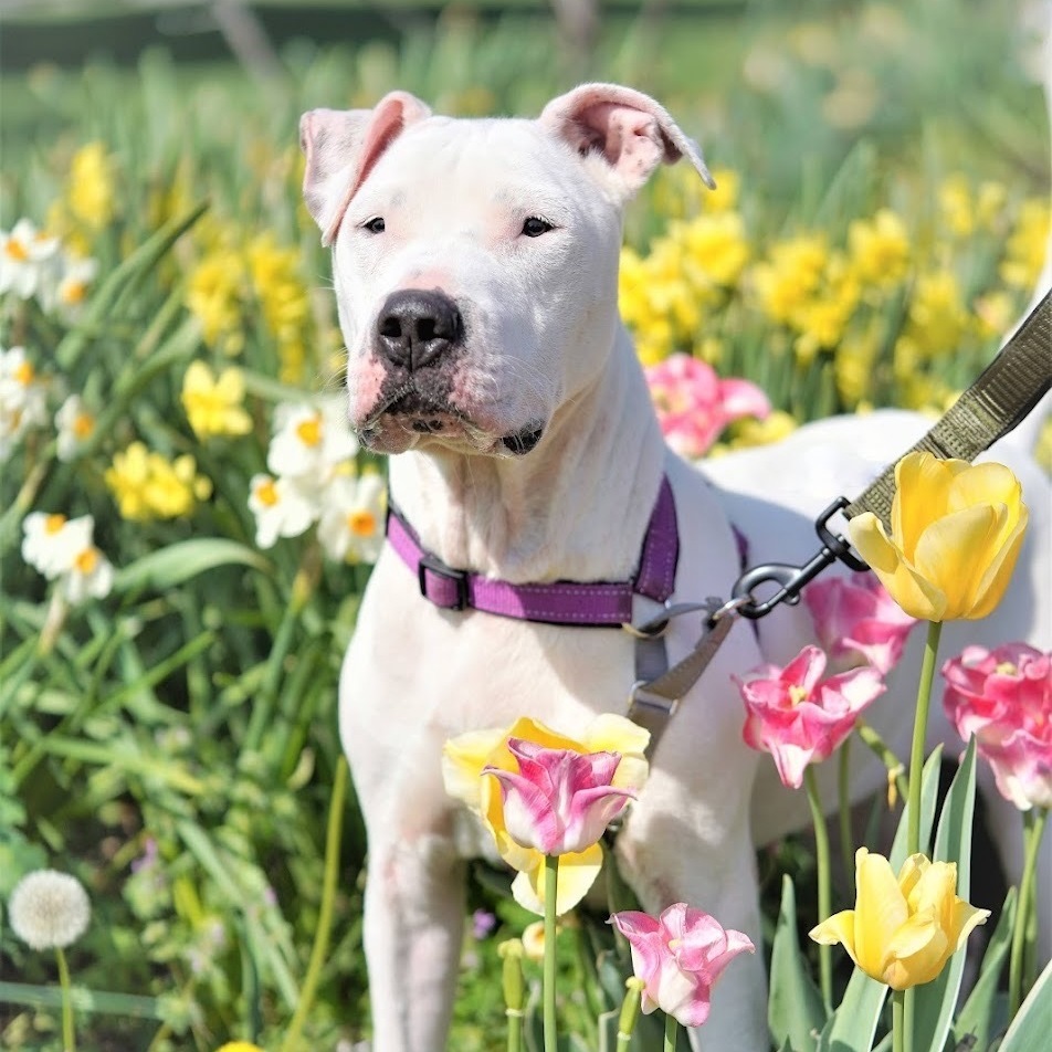 Astra, a Adoptable Boxer image 2/12