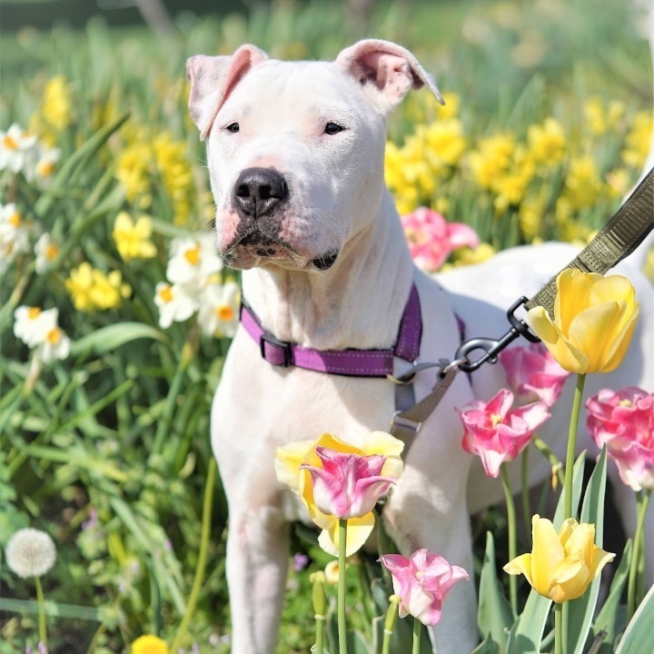 Astra, a Adoptable Boxer image 3/12