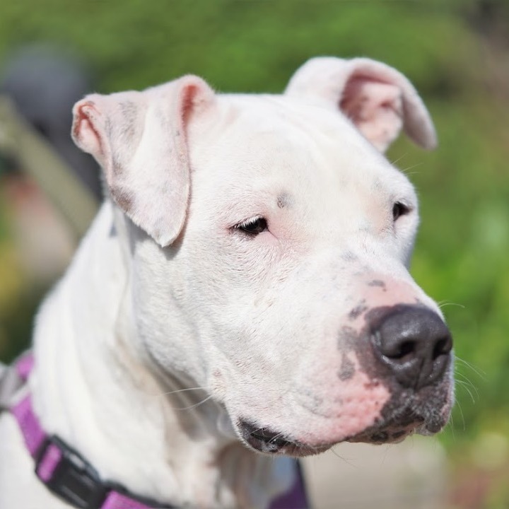 Astra, a Adoptable Boxer image 4/12