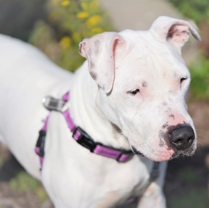 Astra, a Adoptable Boxer image 5/12