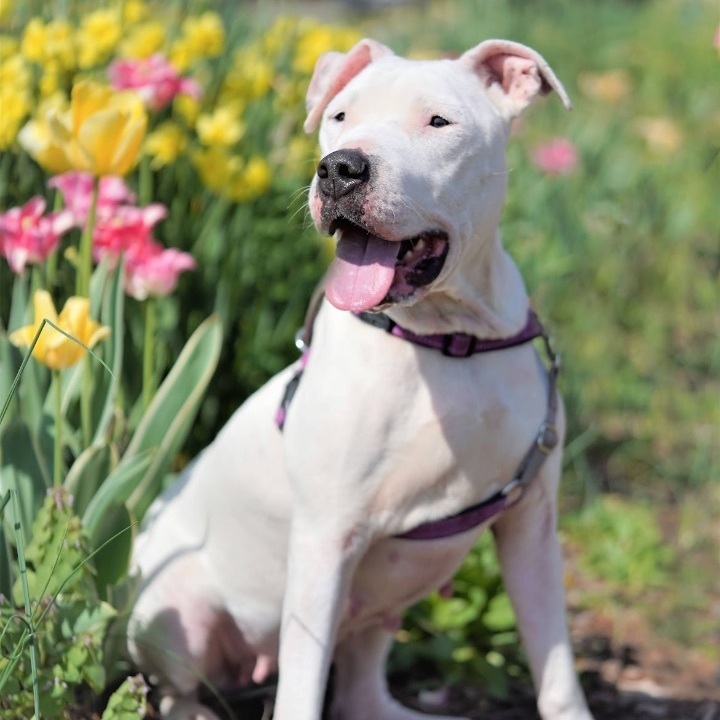 Astra, a Adoptable Boxer image 6/12