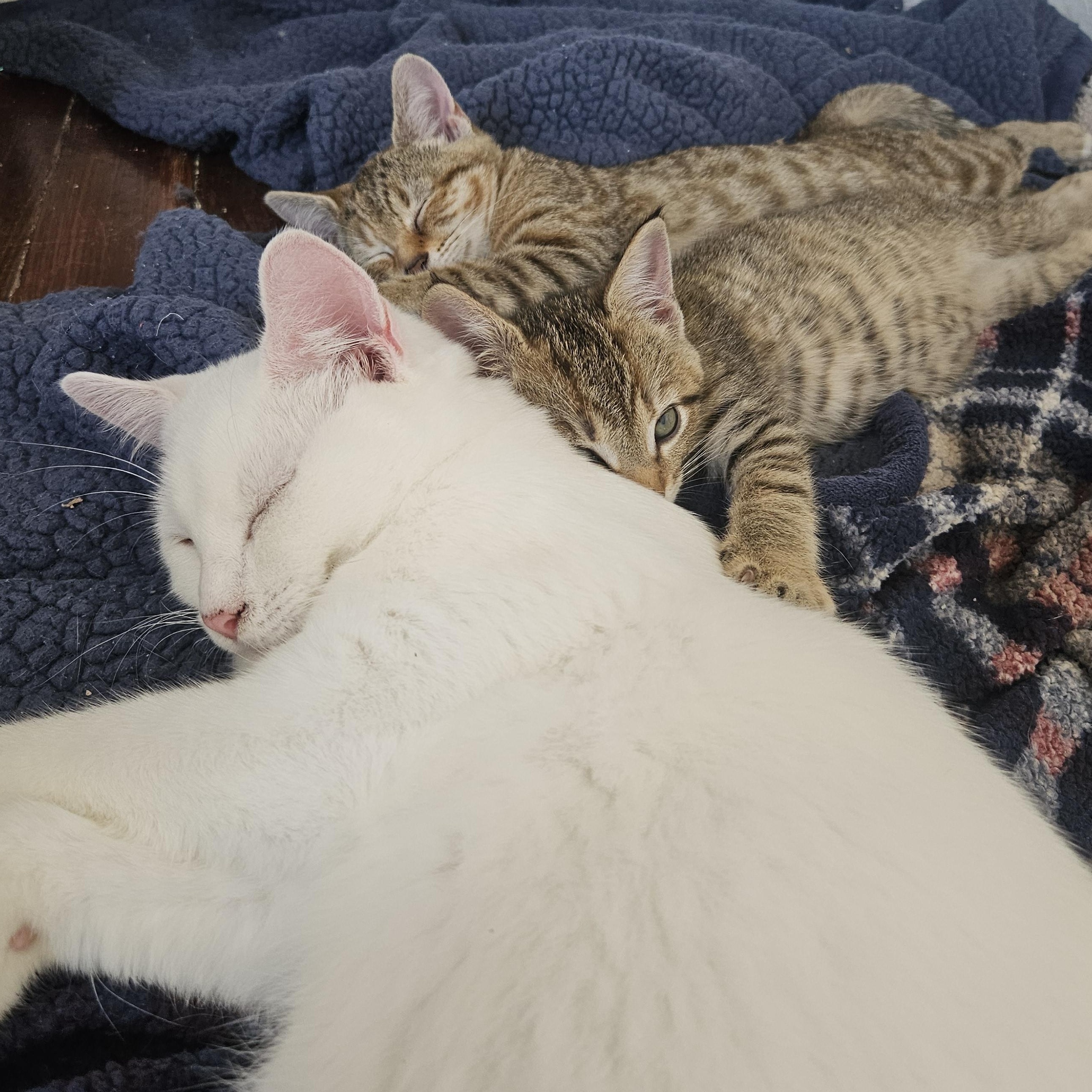 Enlarge Orvella, a Adoptable Domestic Short Hair in Wilmington, NC image 3/6