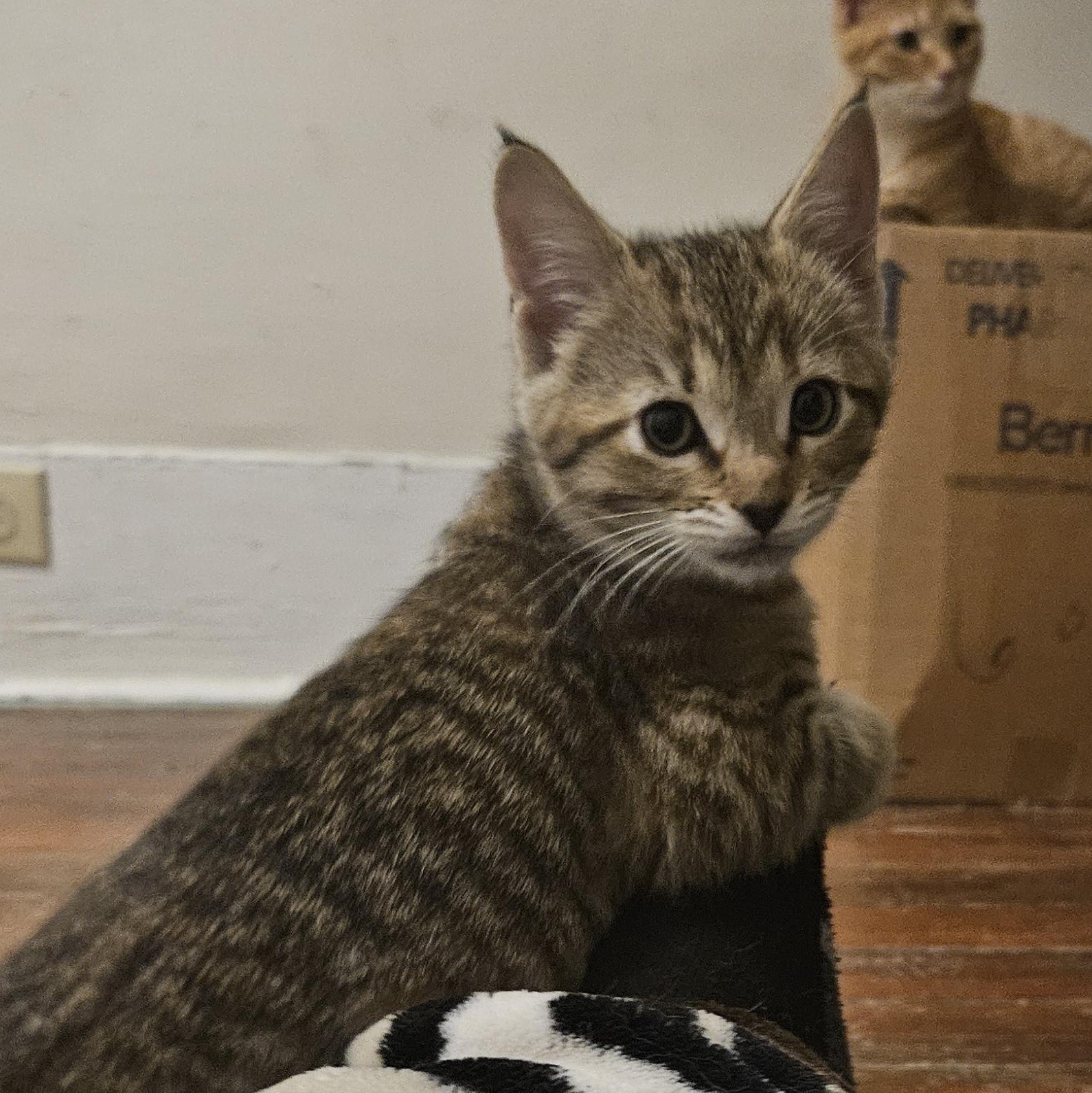 Enlarge Orvella, a Adoptable Domestic Short Hair in Wilmington, NC image 2/6