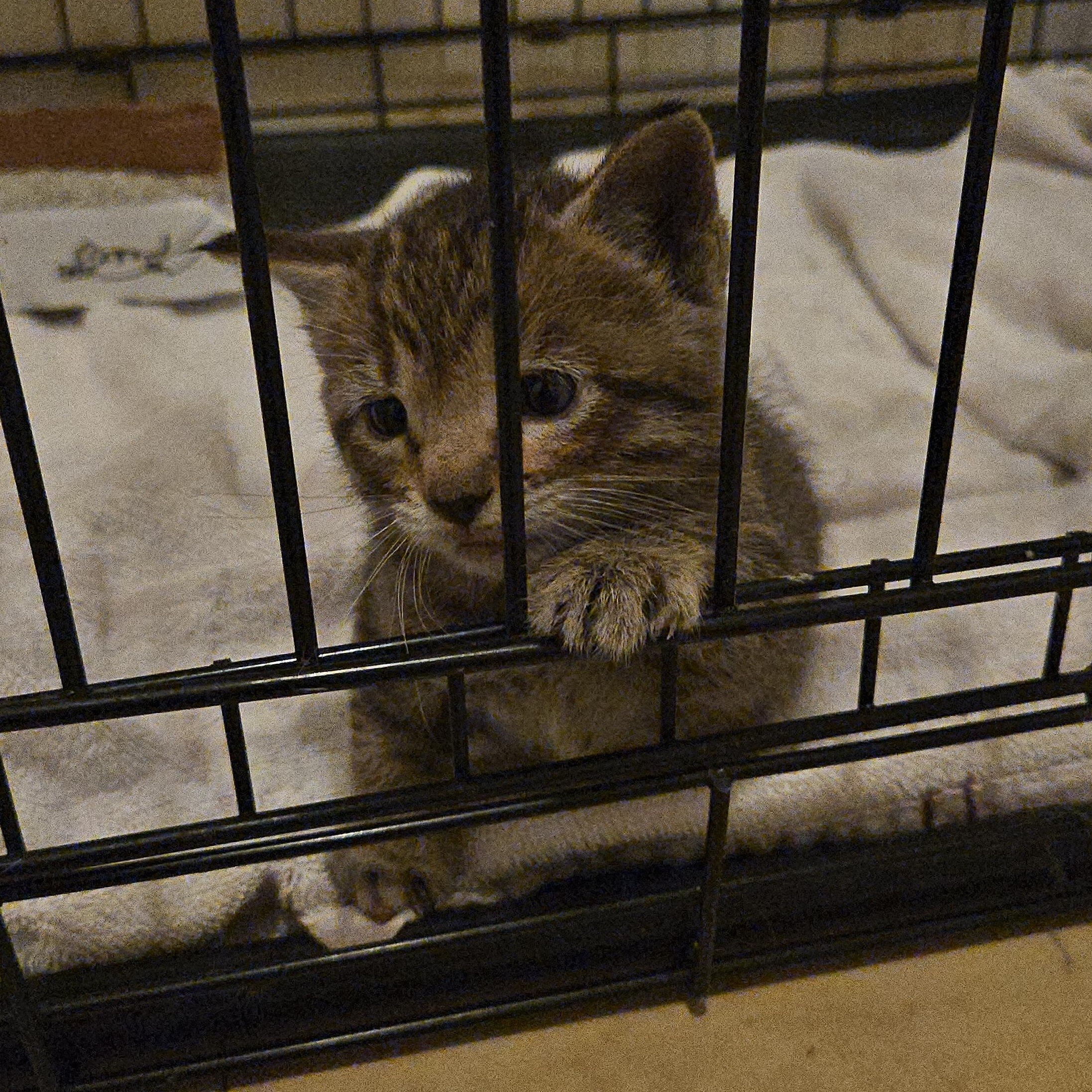 Enlarge Orvella, a Adoptable Domestic Short Hair in Wilmington, NC image 4/6