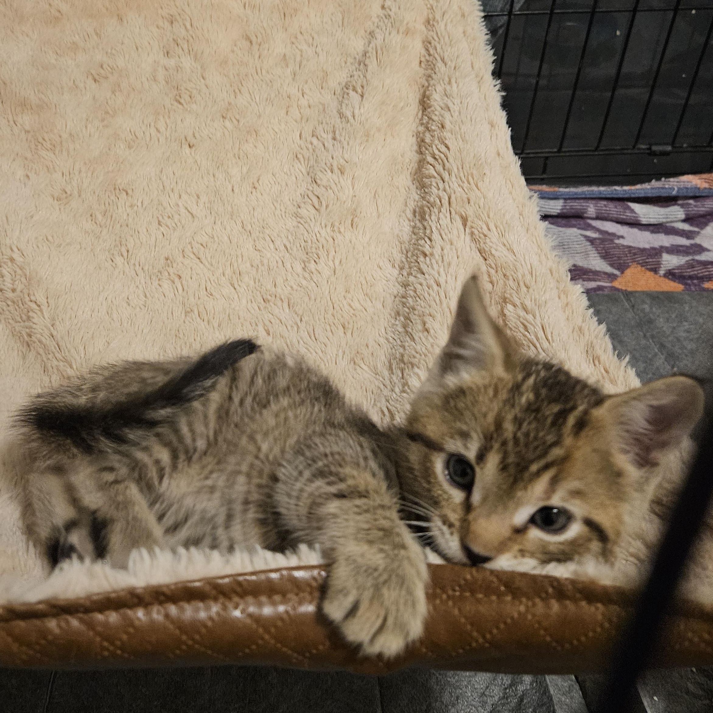 Enlarge Orvella, a Adoptable Domestic Short Hair in Wilmington, NC image 5/6