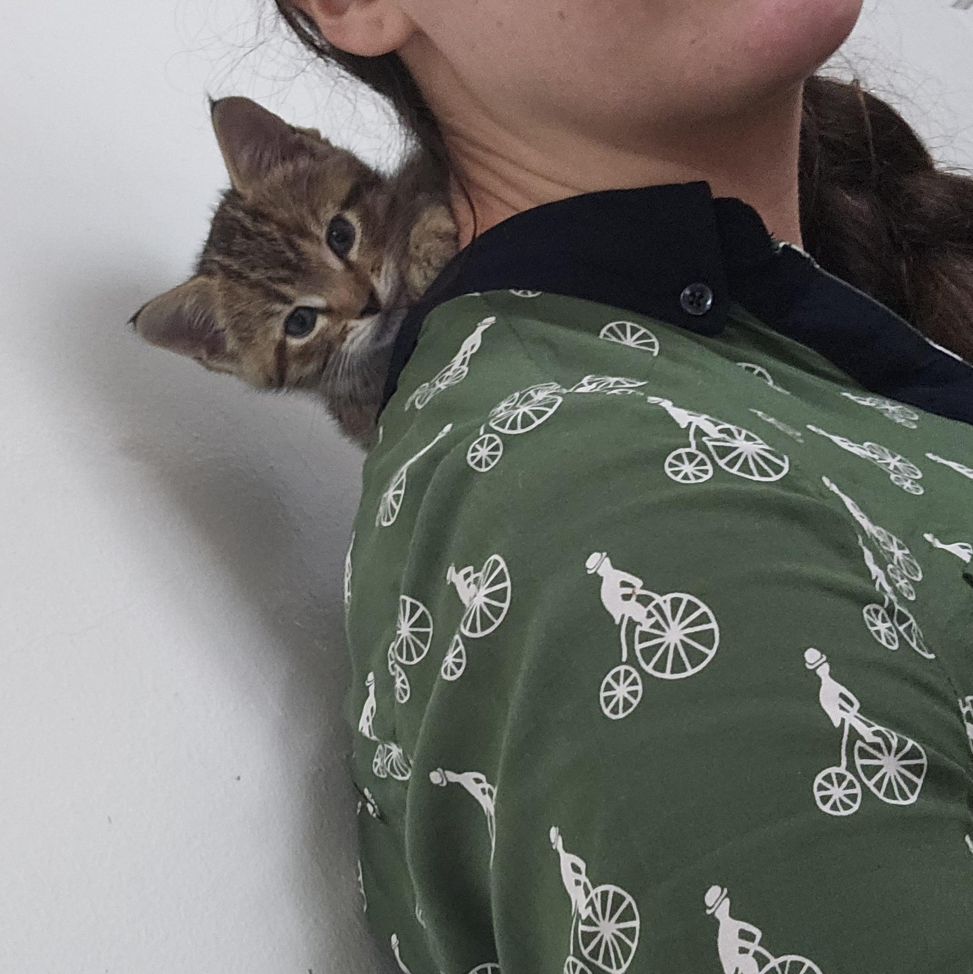 Enlarge Orvella, a Adoptable Domestic Short Hair in Wilmington, NC image 1/6