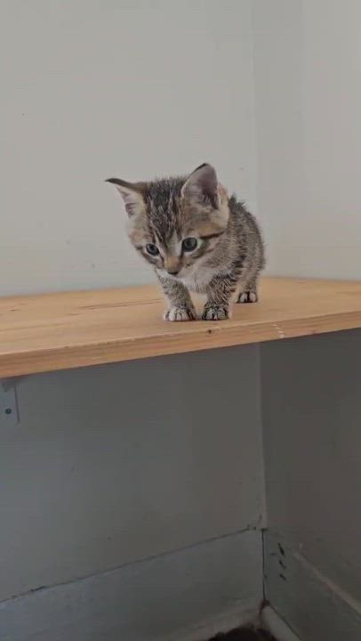 Enlarge Orvella, a Adoptable Domestic Short Hair in Wilmington, NC video 6/6