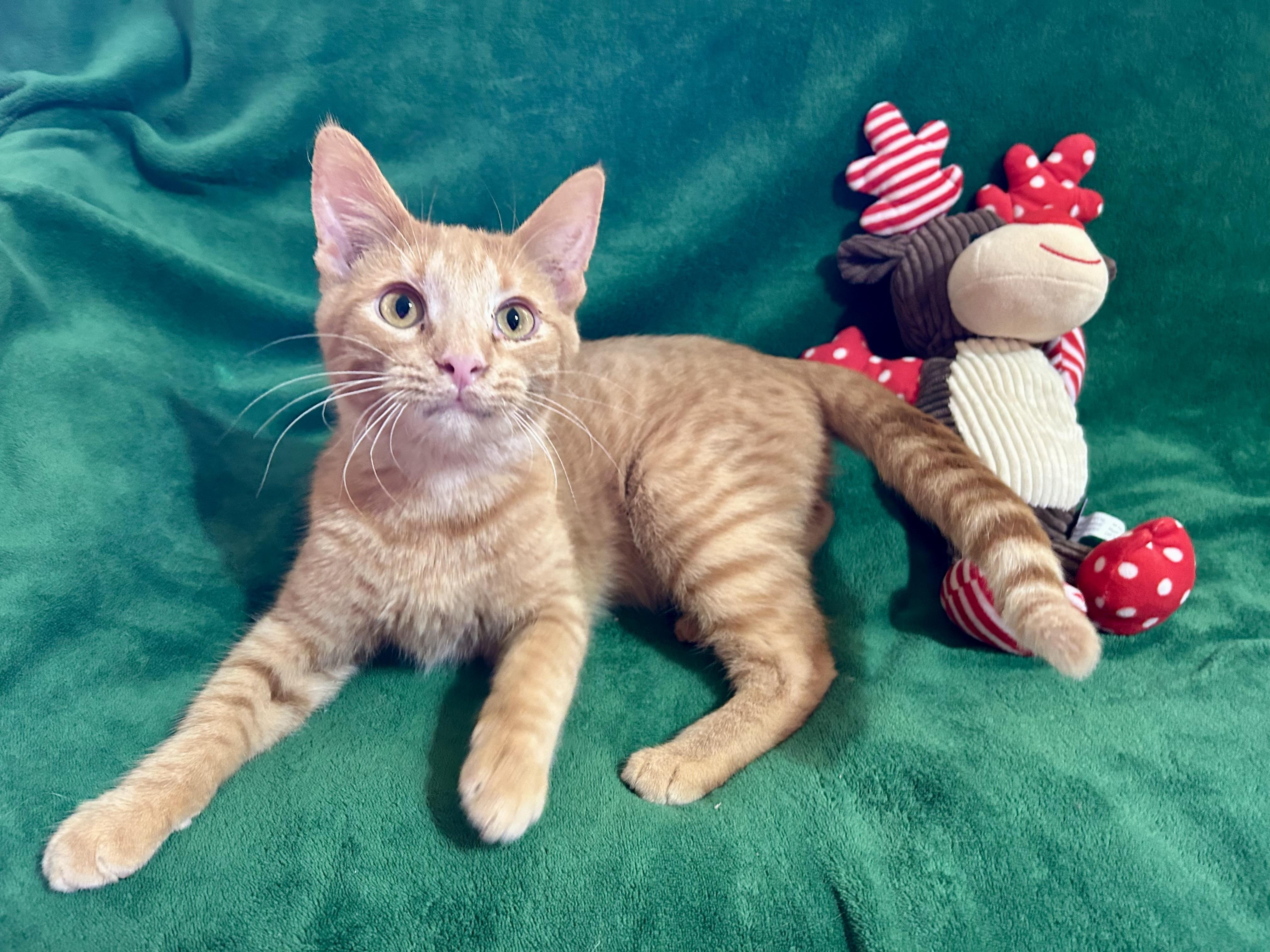 Collin, adopted, Young Male Domestic Short Hair.