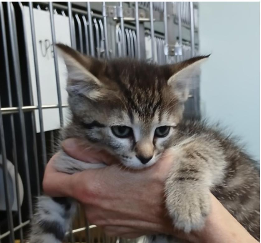 Enlarge Appalachia, a ADOPTABLE mixed breed in Marshall, NC image 1/1