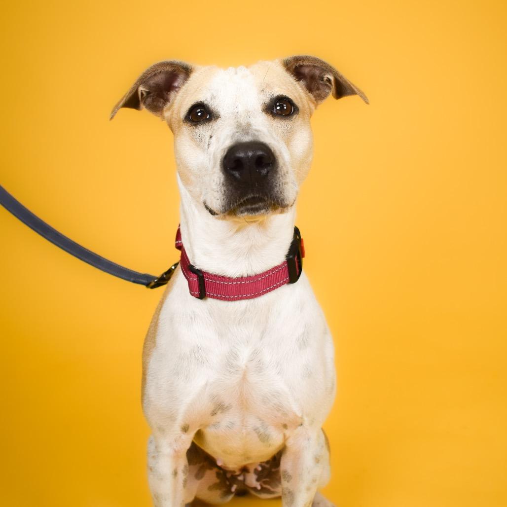 Enlarge Pebbles, a Adoptable Cattle Dog in West Palm Beach, FL image 4/6