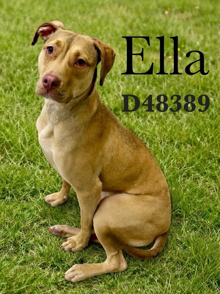 Ella, Adoptable, Young Female Mixed Breed.