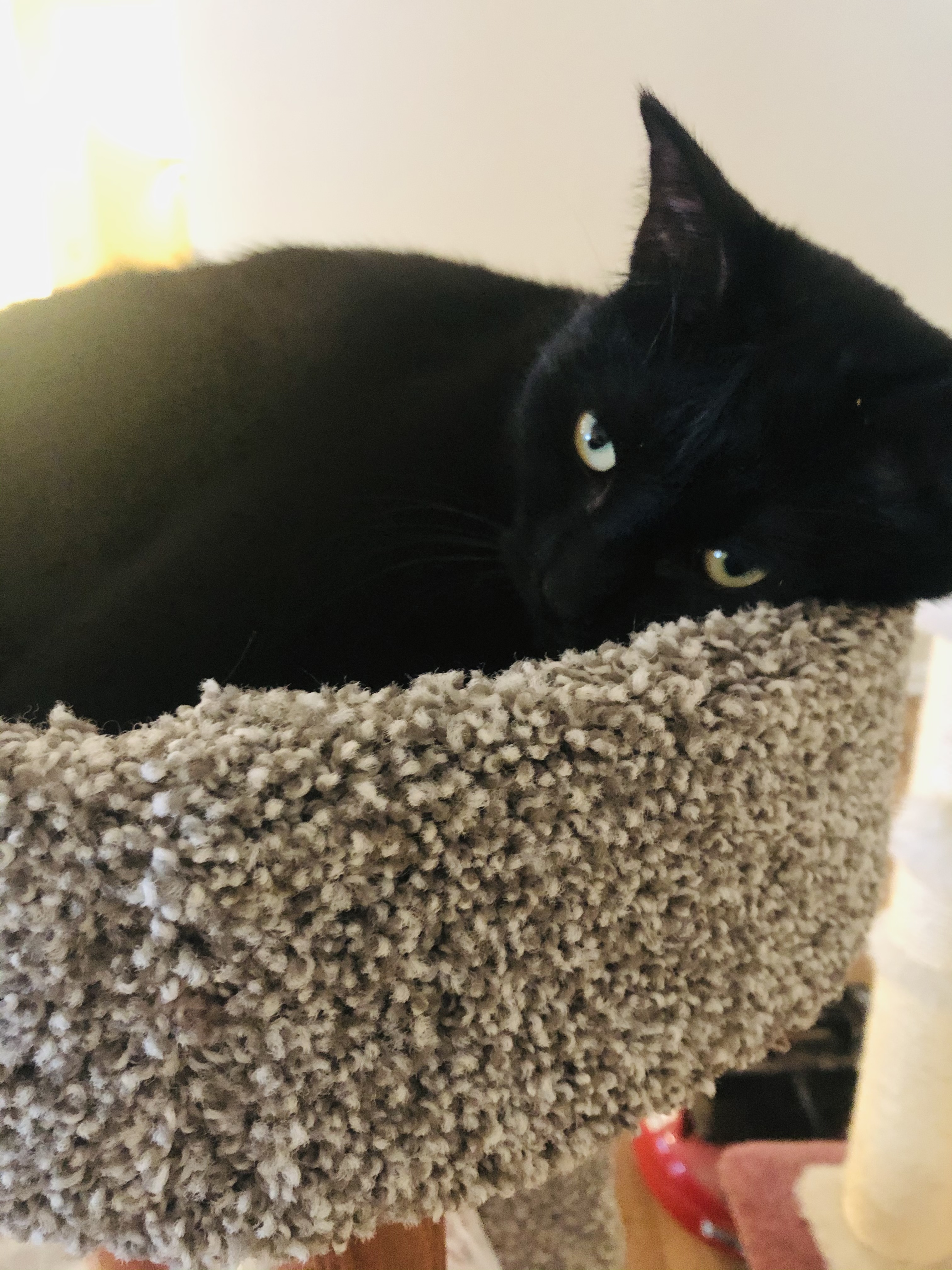 Julia, a Adoptable Domestic Short Hair in Chesterfield, MI image 1/2