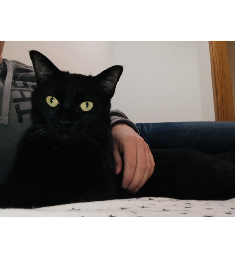 Julia, a Adoptable Domestic Short Hair in Chesterfield, MI image 2/2