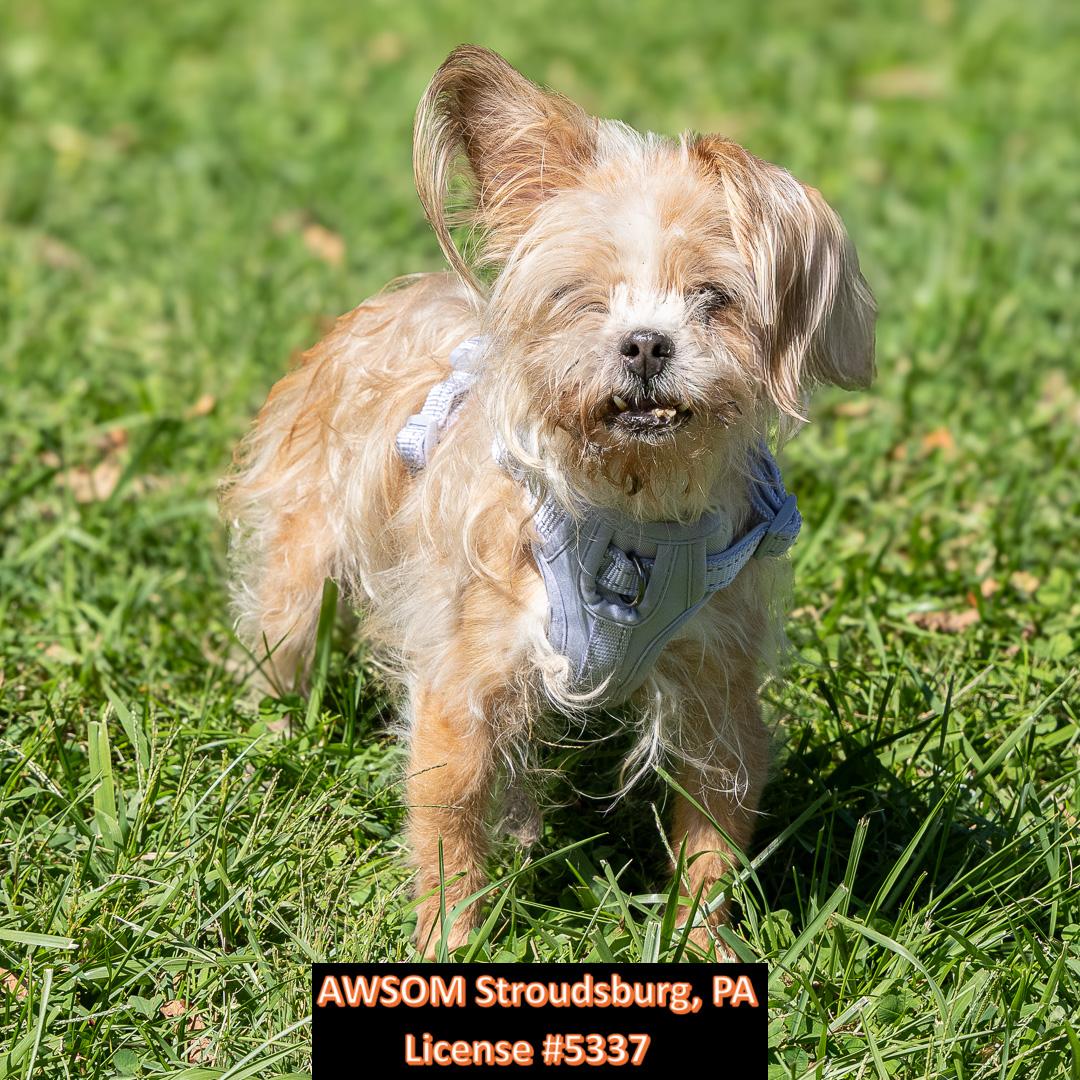 Enlarge King, a ADOPTABLE mixed breed in Stroudsburg, PA image 2/2