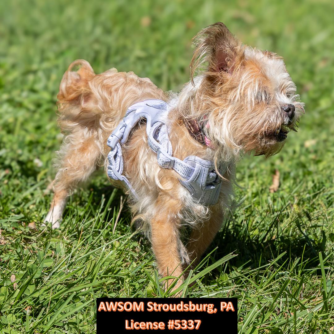 King, ADOPTABLE, Senior Male Shih Tzu.