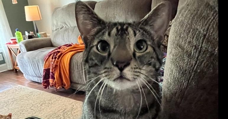 Vern, Adoptable, Young Male Domestic Short Hair.