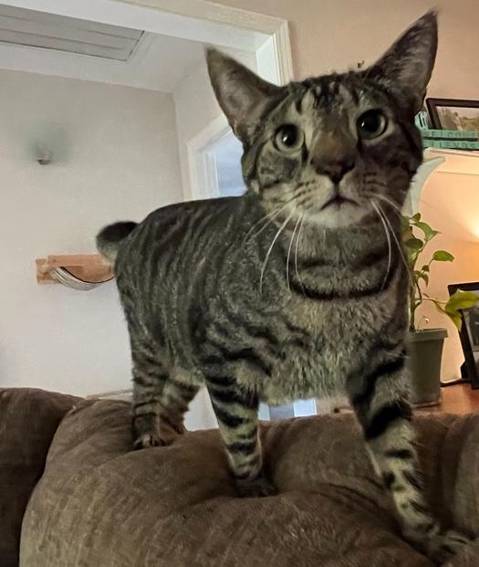 Enlarge Vern, a Adoptable Domestic Short Hair in GREENVILLE, SC image 2/3