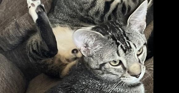 Enlarge Vern, a Adoptable Domestic Short Hair in GREENVILLE, SC image 3/3