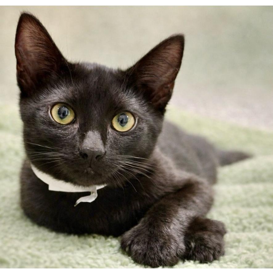 Aramis, Adoptable, Young Male Domestic Short Hair.