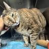 Lola, Adoptable, Senior Female Domestic Short Hair.