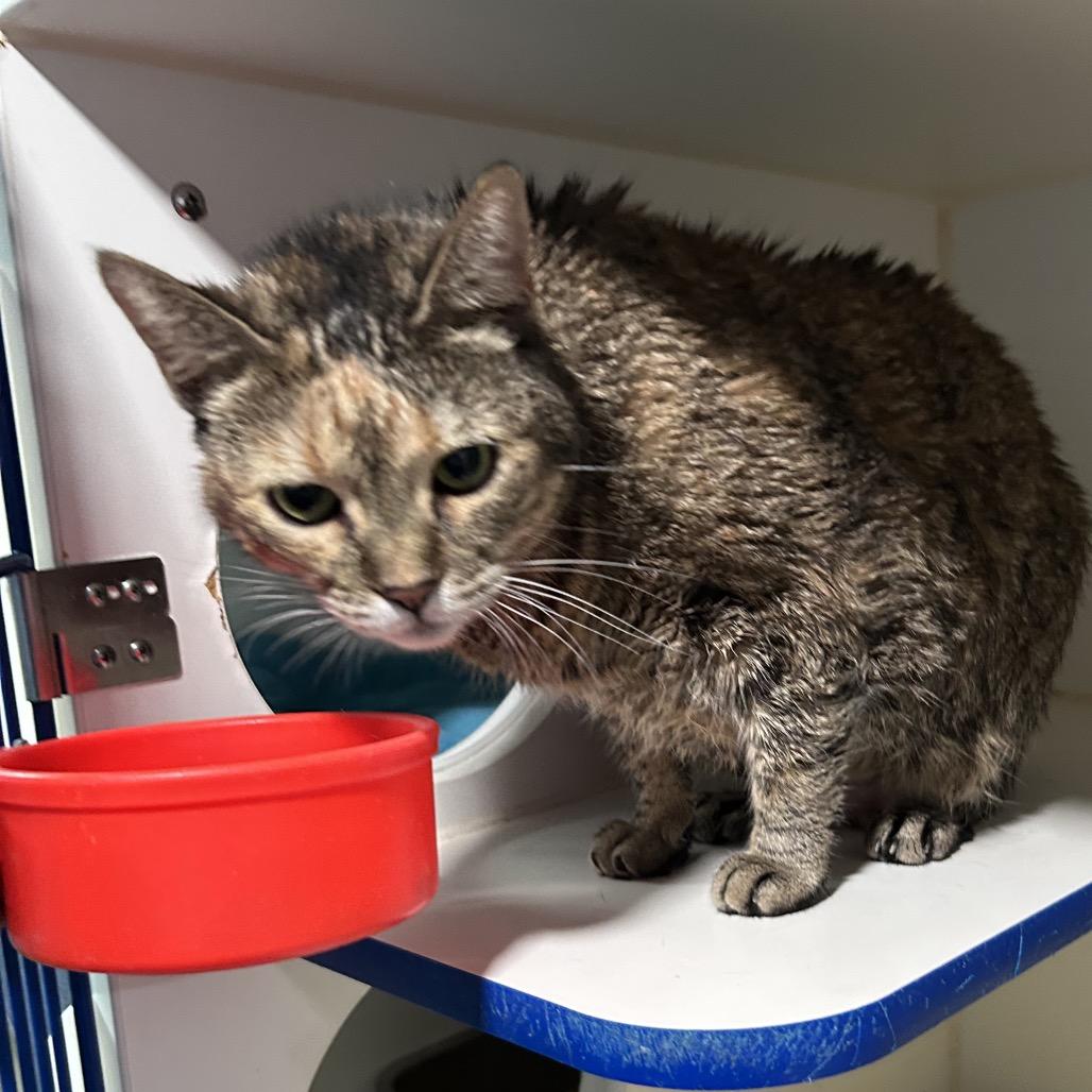 Enlarge Lola, a Adoptable Domestic Short Hair in Oyster Bay, NY image 2/4