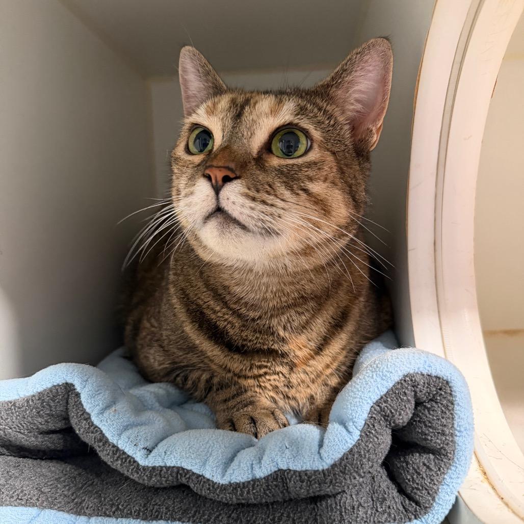 Enlarge Lola, a Adoptable Domestic Short Hair in Oyster Bay, NY image 3/4