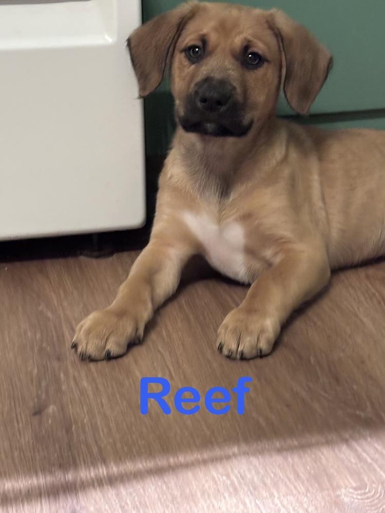Reef, Adoptable, Puppy Male Mixed Breed.