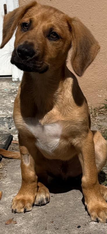 Enlarge Reef, a Adoptable Mixed Breed in West Palm Beach, FL image 2/4