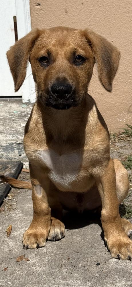 Enlarge Reef, a Adoptable Mixed Breed in West Palm Beach, FL image 3/4