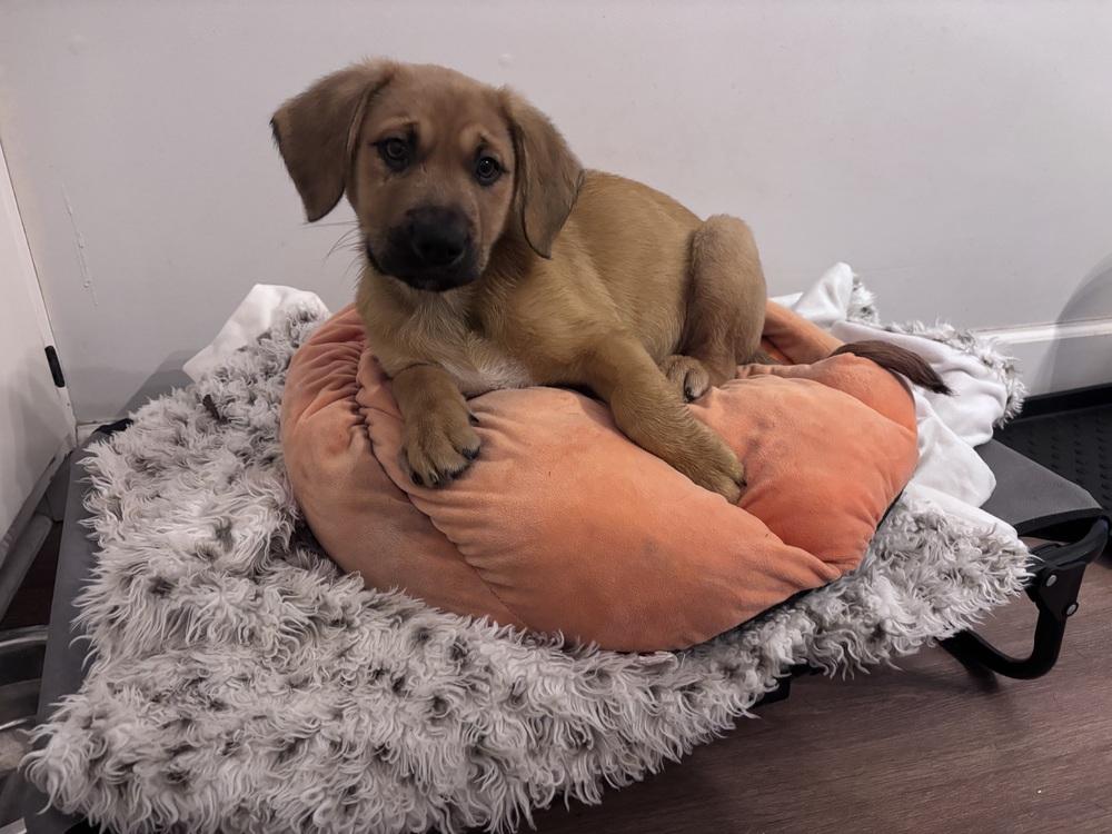 Enlarge Reef, a Adoptable Mixed Breed in West Palm Beach, FL image 4/4