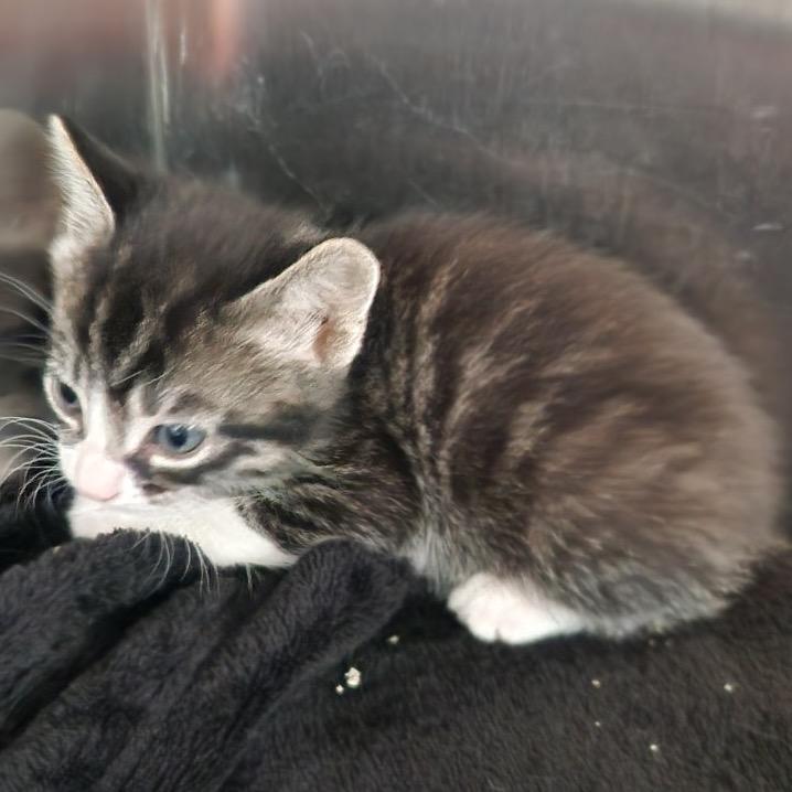 Dolly, Adoptable, Kitten Female Domestic Short Hair.