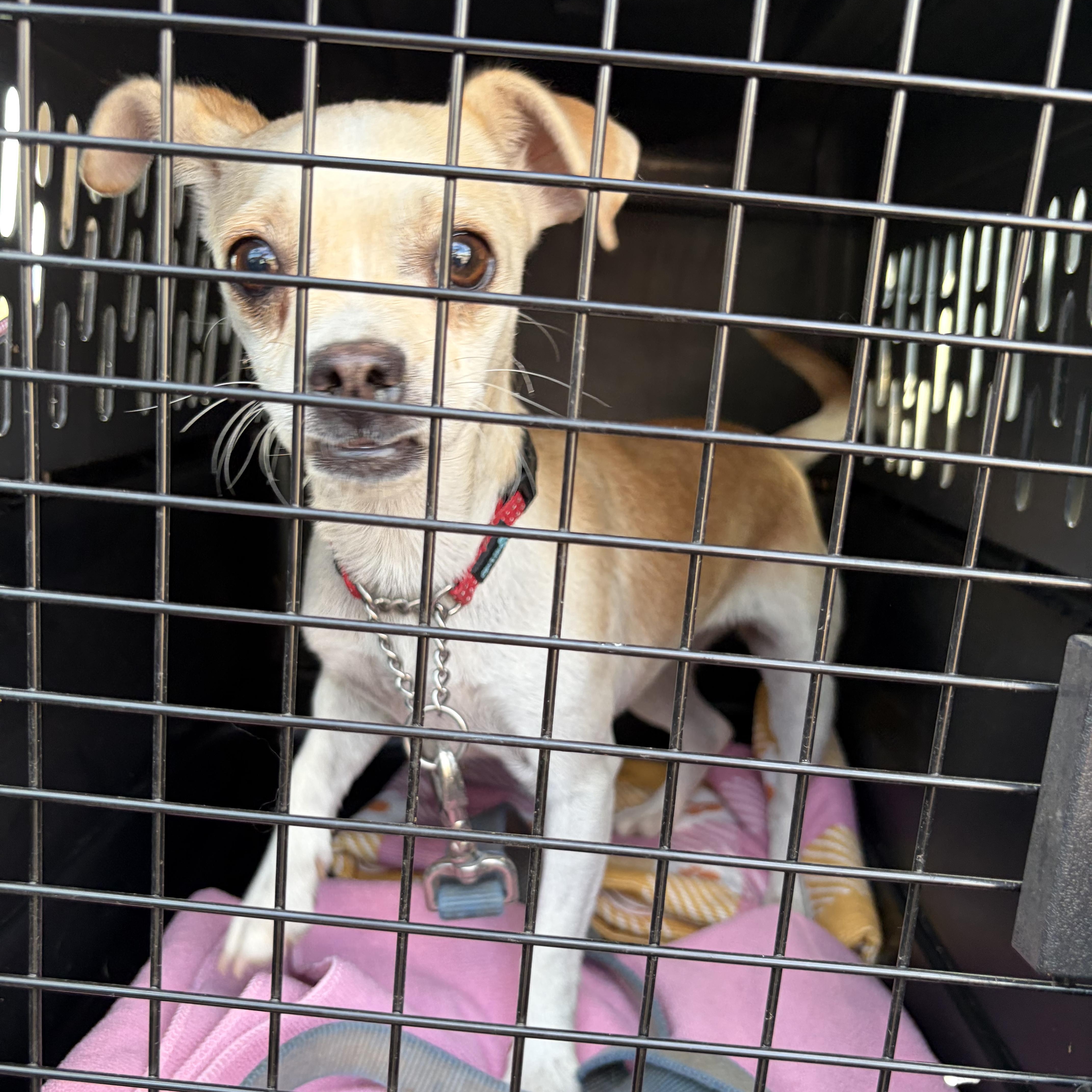 Enlarge Bubbles, an adopted Chihuahua in Sierra Vista, AZ image 3/3