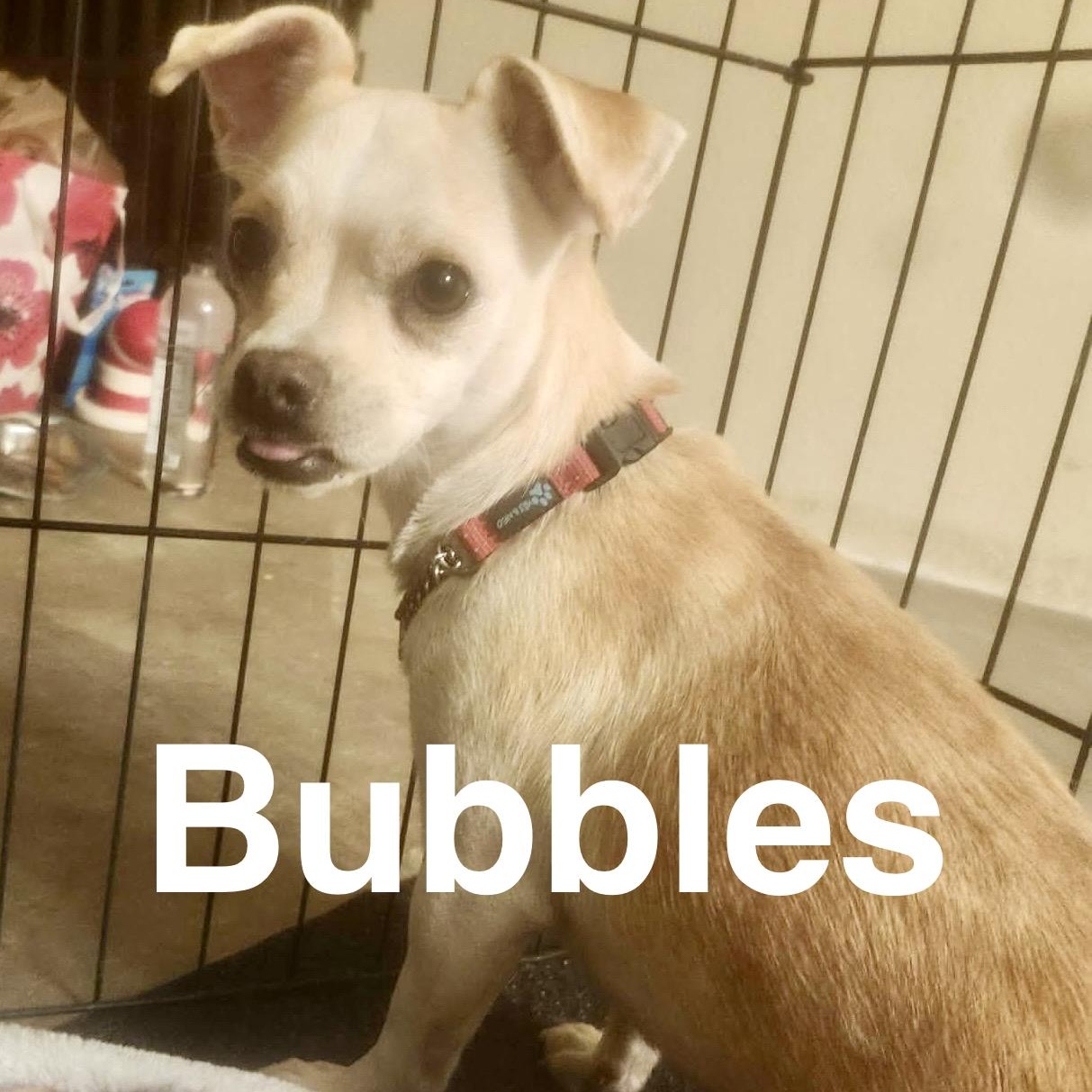 Enlarge Bubbles, an adopted Chihuahua in Sierra Vista, AZ image 1/3