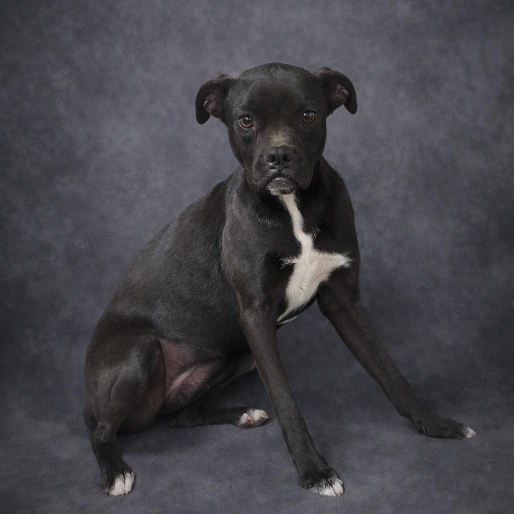 Pheasant, a Adoptable Mixed Breed in Donalsonville, GA image 2/6