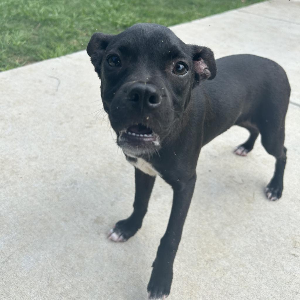 Enlarge Pheasant, a Adoptable Mixed Breed in Donalsonville, GA image 1/4