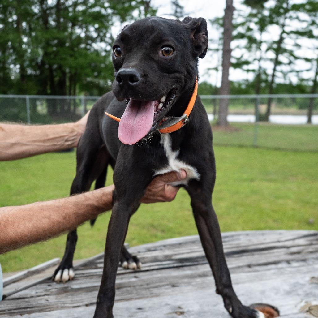 Enlarge Pheasant, a Adoptable Mixed Breed in Donalsonville, GA image 3/4