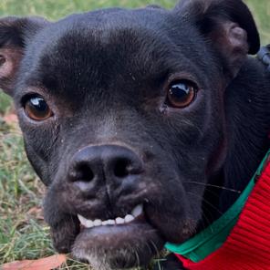 Enlarge Pheasant, a Adoptable Mixed Breed in Donalsonville, GA image 4/4
