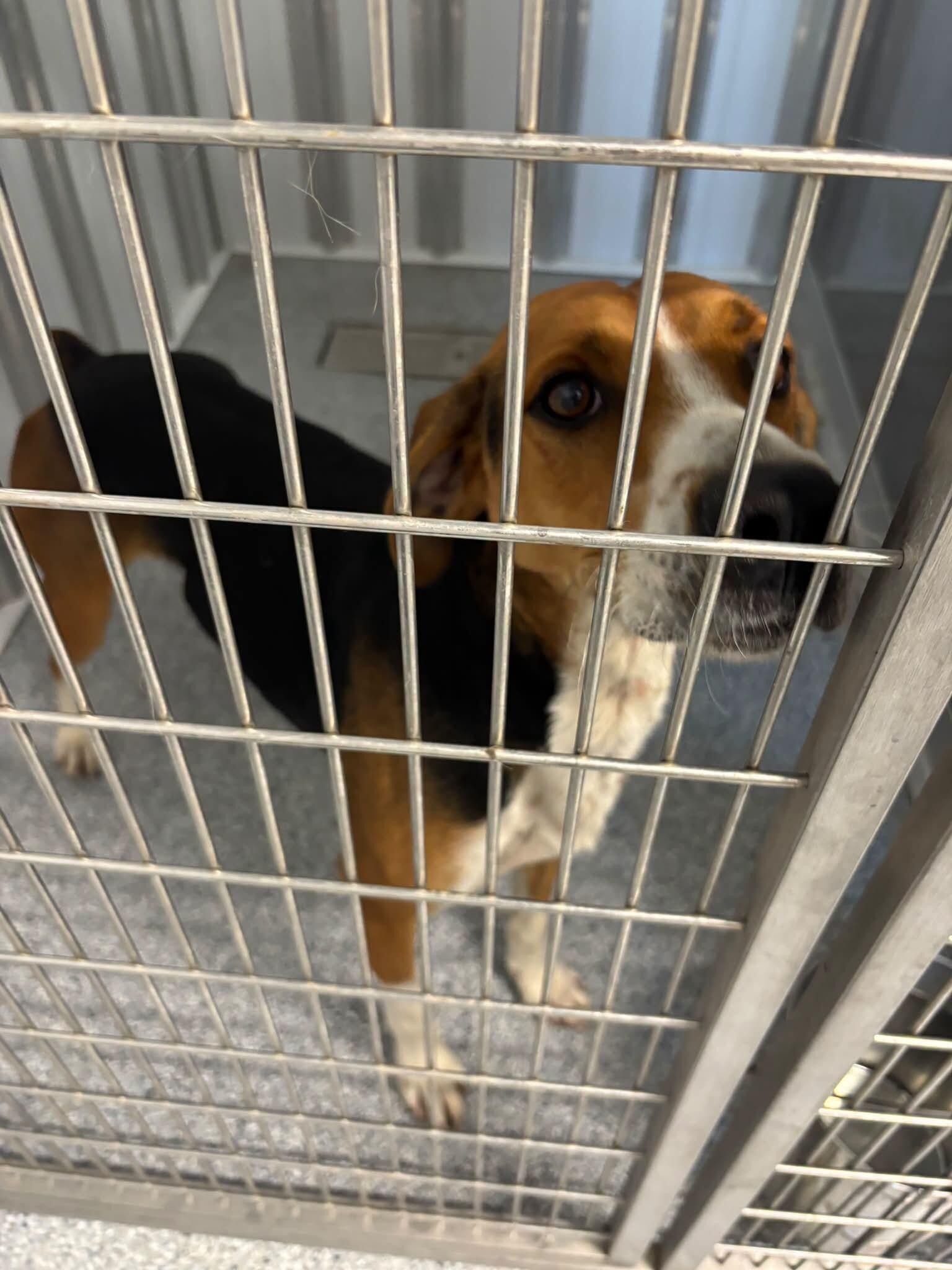 Gunner, Adoptable, Adult Male Coonhound.