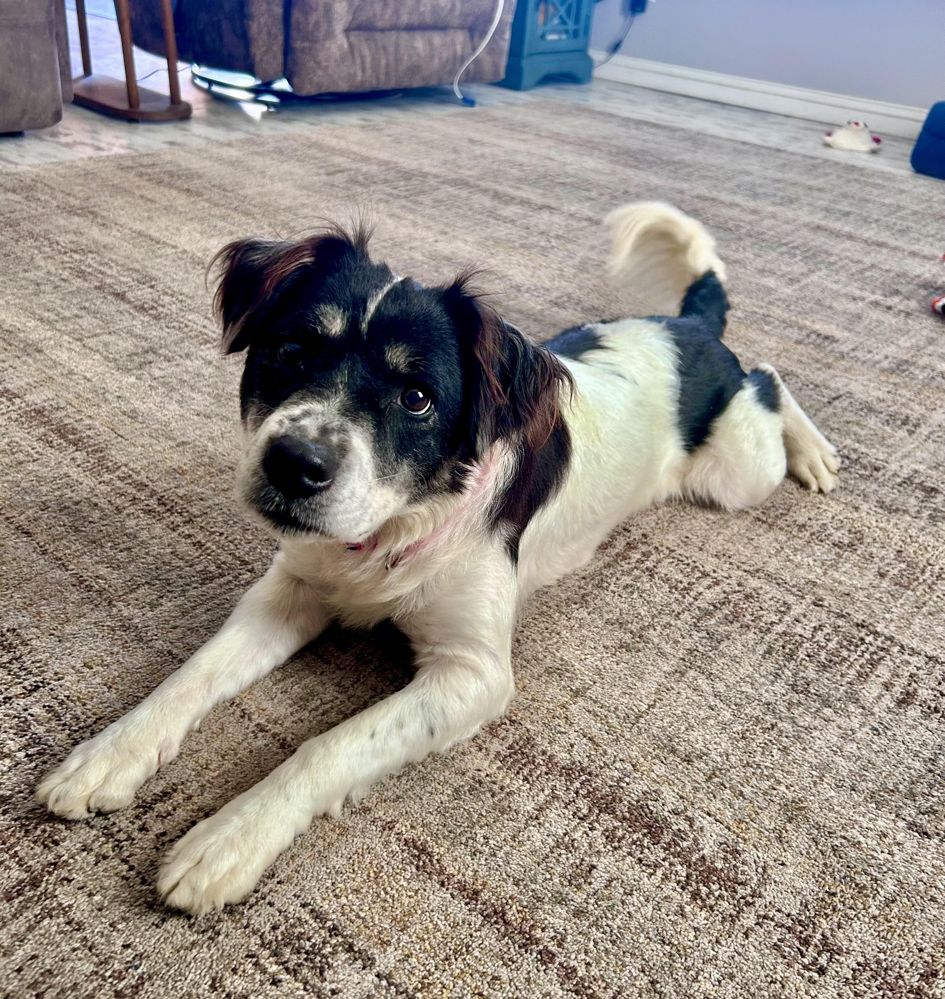 Enlarge Moo (SC), a Adoptable mixed breed in Clinton, IL image 3/4