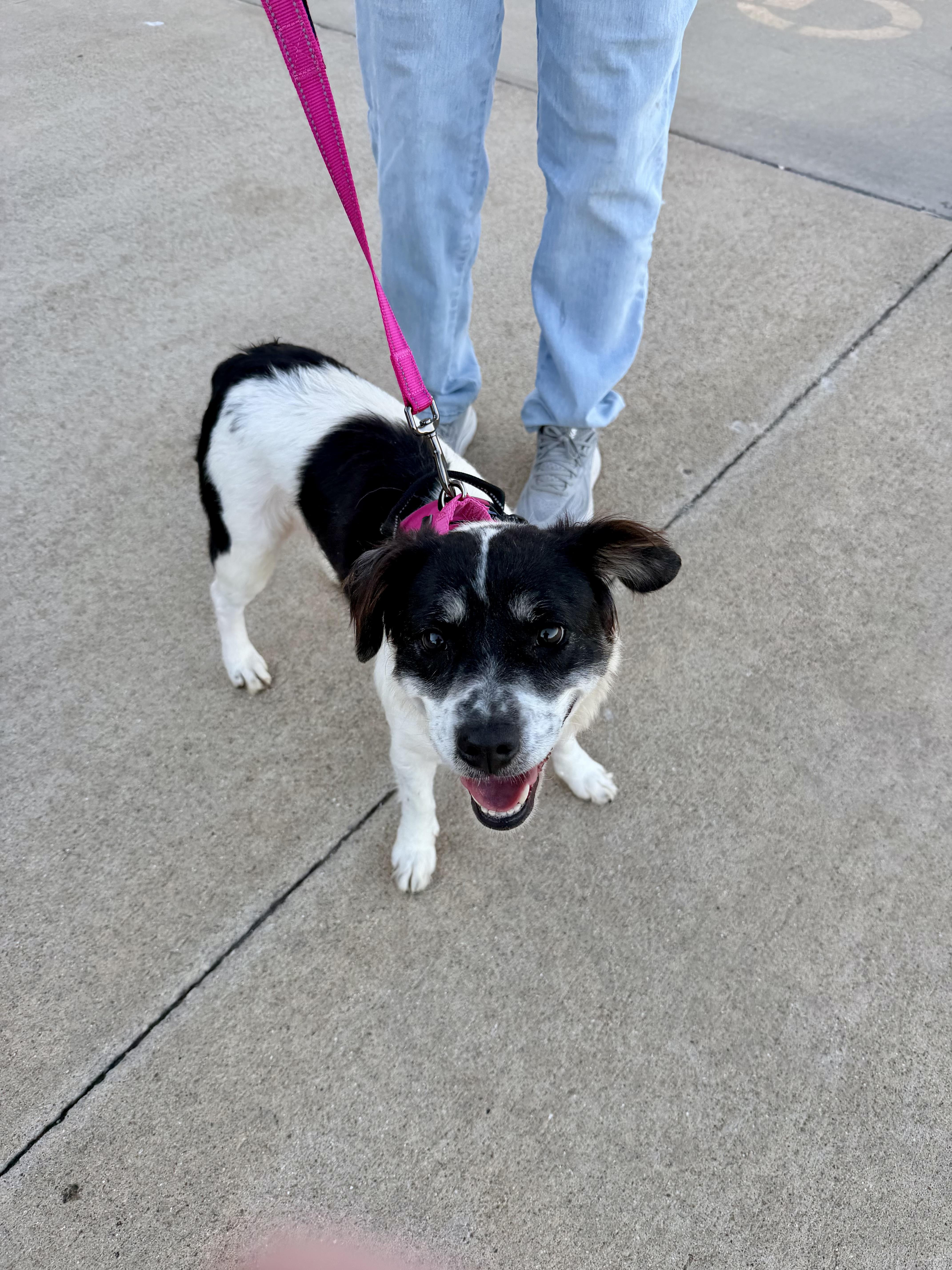 Enlarge Moo (SC), a Adoptable mixed breed in Clinton, IL image 4/4