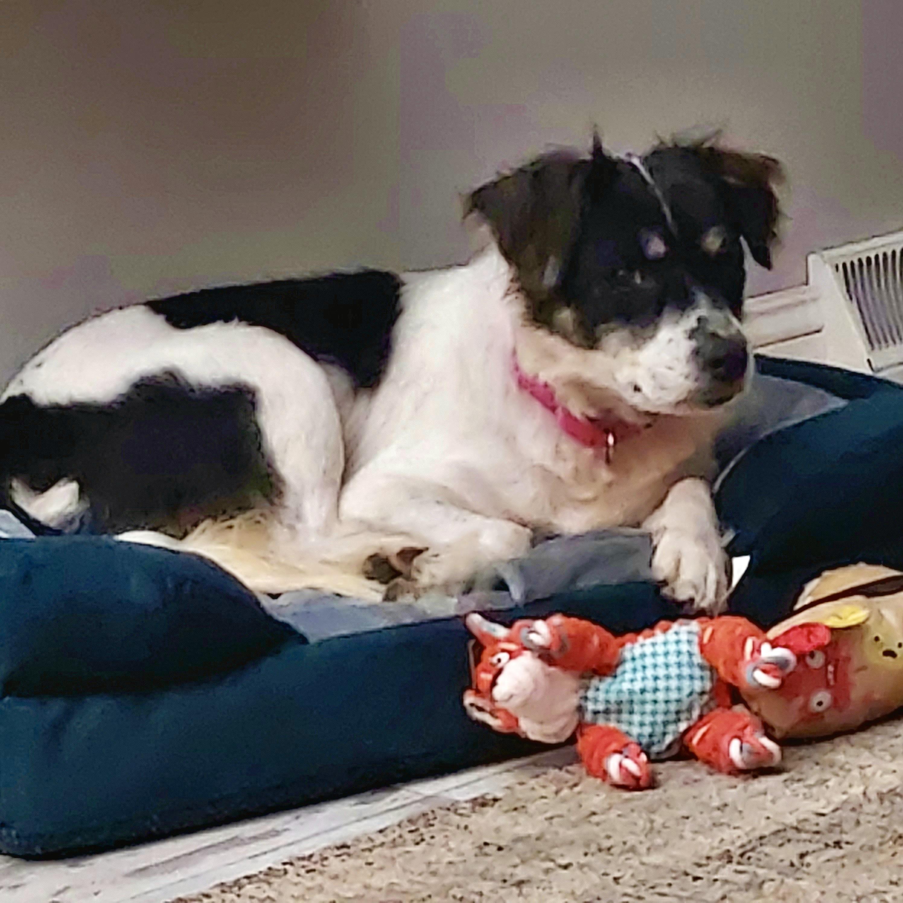 Enlarge Moo (SC), a Adoptable mixed breed in Clinton, IL image 1/4