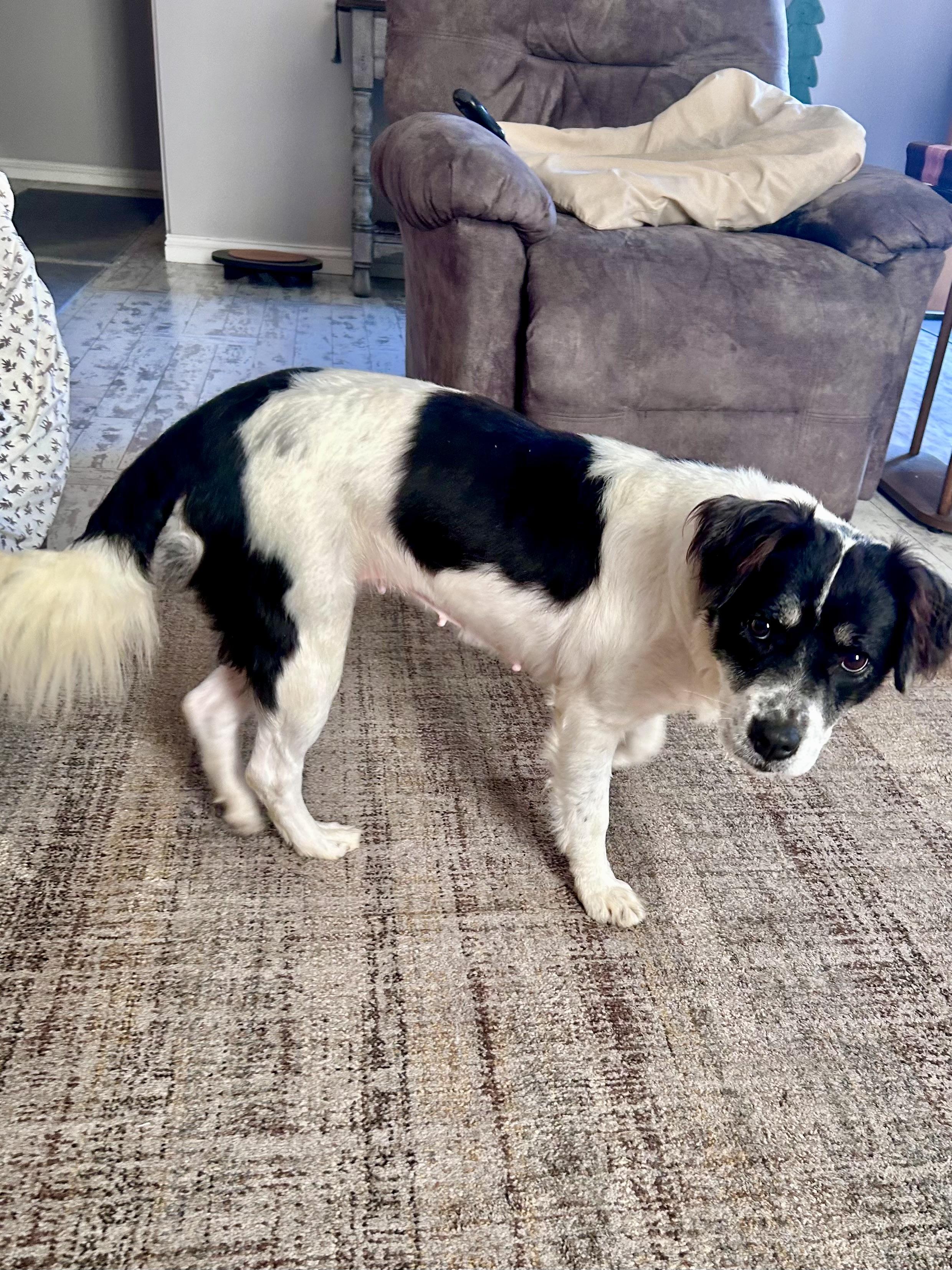 Enlarge Moo (SC), a Adoptable mixed breed in Clinton, IL image 2/4