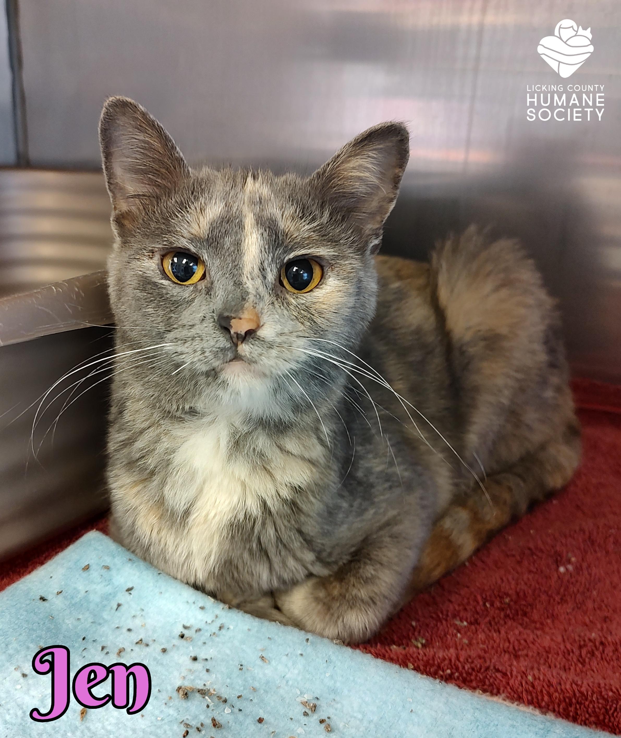 Jen, adopted, Adult Female Domestic Short Hair.