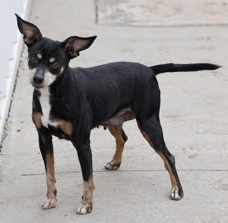 Mimi, ADOPTABLE, Senior Female Rat Terrier.