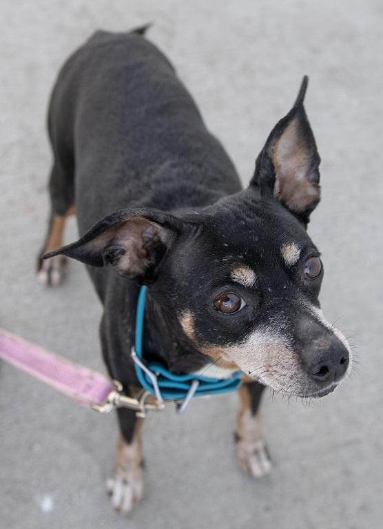 Enlarge Mimi, a ADOPTABLE mixed breed in Creston, IA image 2/2