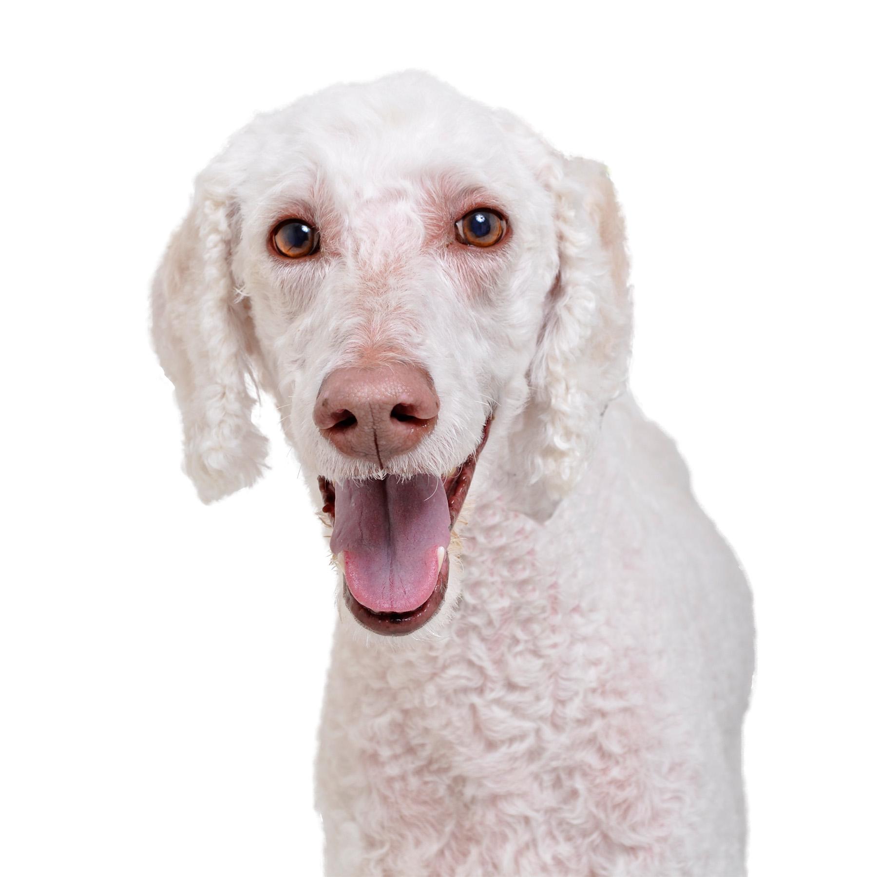 Jupi (and Venus), a Adoptable Standard Poodle in Burbank, CA image 1/5