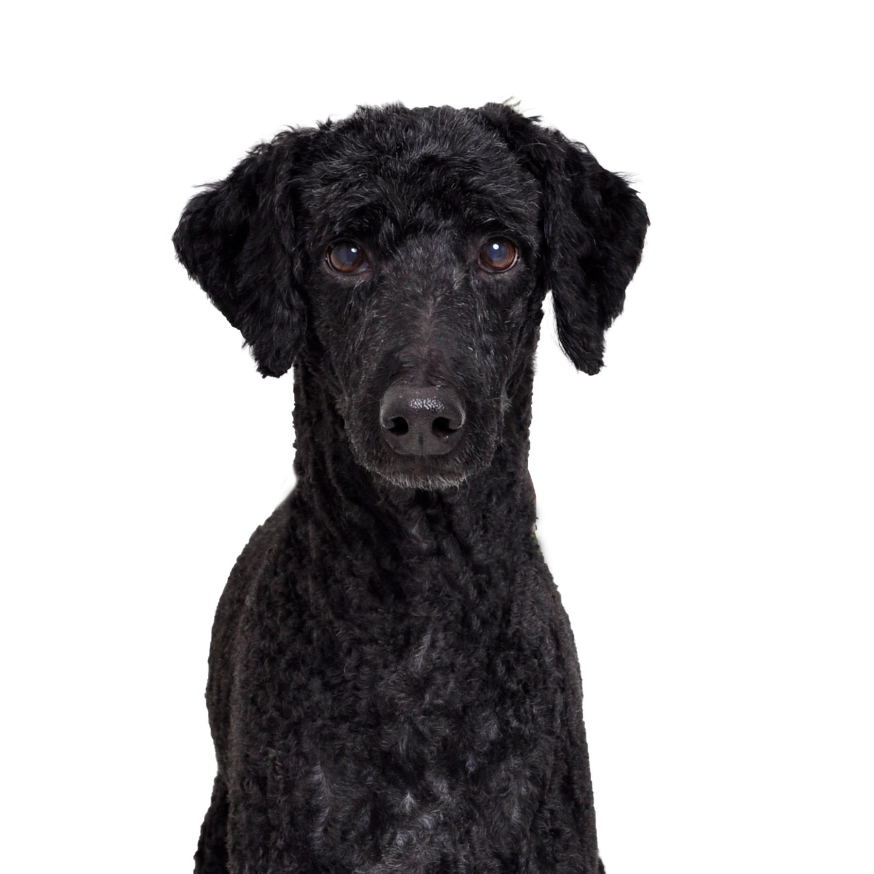 Jupi (and Venus), a Adoptable Standard Poodle in Burbank, CA image 3/5