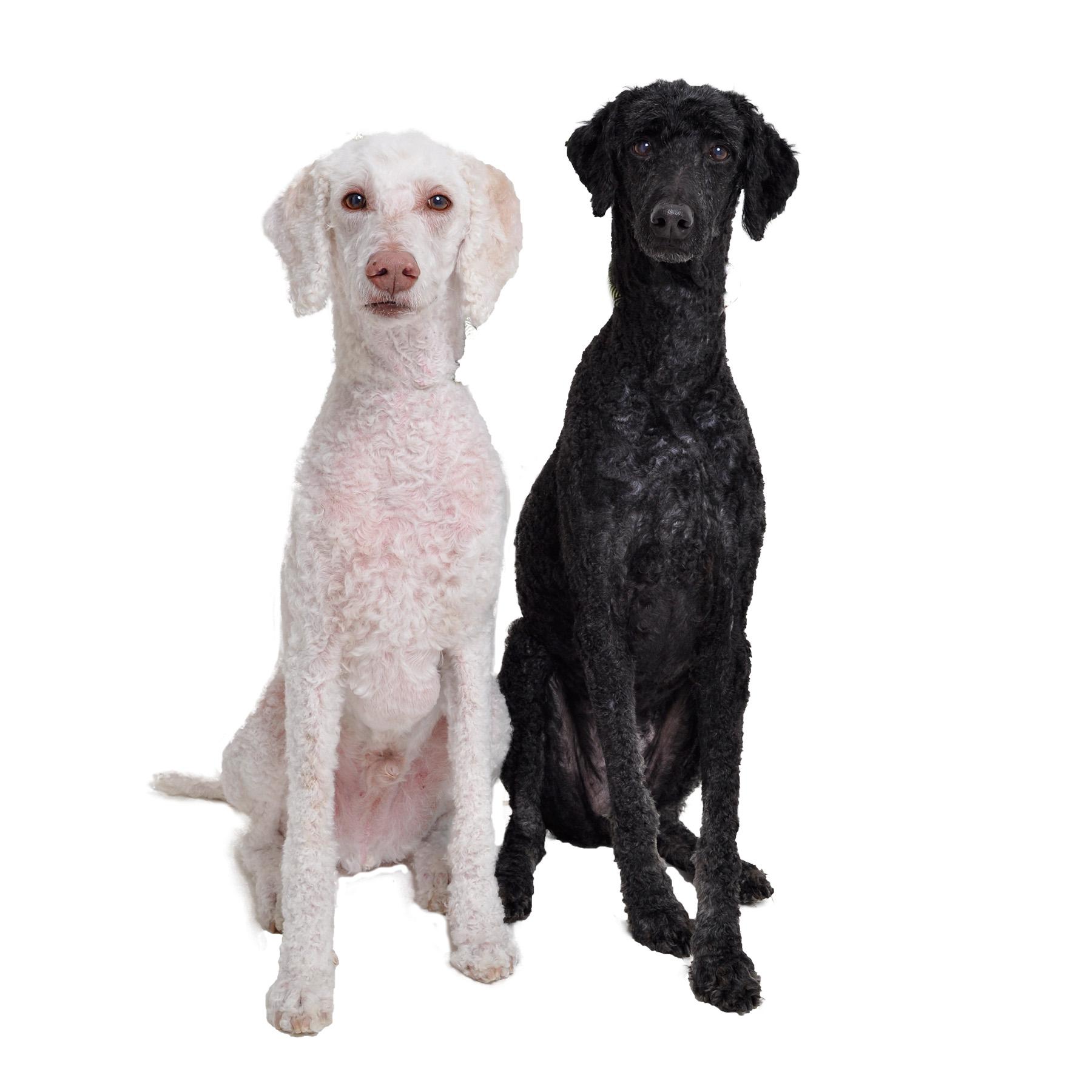 Jupi (and Venus), a Adoptable Standard Poodle in Burbank, CA image 4/5